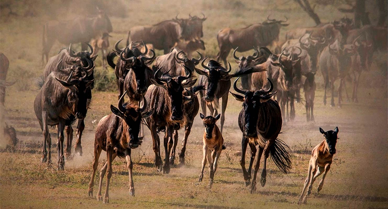 8-day-Wildebeests-Migration-Calving-Safari