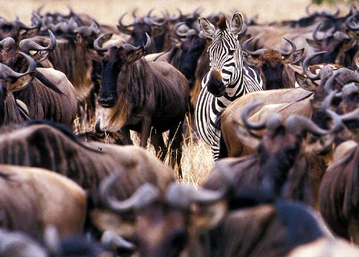 Serengeti-National-Park,-The-Great-Migration.jpg